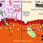 Diagram comparing SCENAR and Soft LASER interactions with intercellular and intracellular spaces.