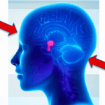 Blue translucent human head profile with a highlighted central brain region and red arrows.