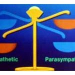 Gold balance scale illustrating the sympathetic and parasympathetic nervous system relationship.