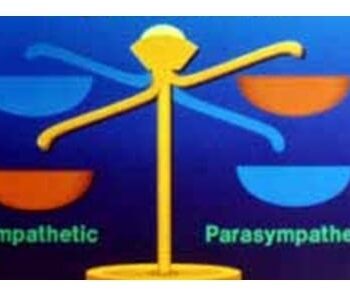 Gold balance scale illustrating the sympathetic and parasympathetic nervous system relationship.
