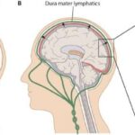 Anatomical diagram illustrating brain lymphatics connecting to deep cervical lymph nodes.