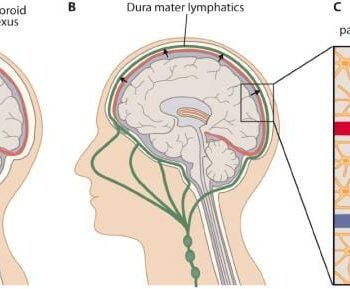 Anatomical diagram illustrating brain lymphatics connecting to deep cervical lymph nodes.